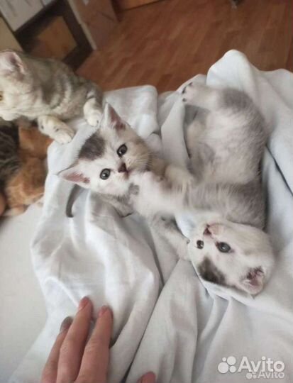 Вязка. Шотландский вислоухий кот