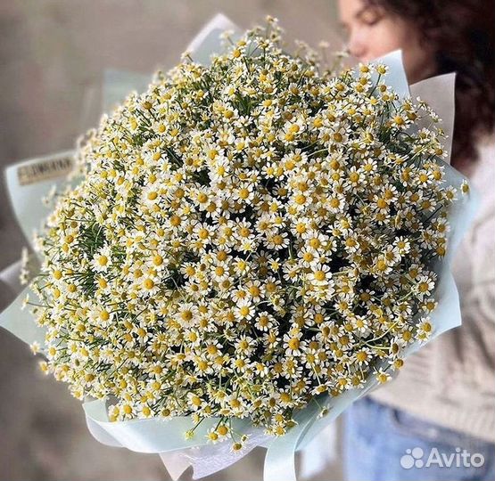 Цветы ромашки