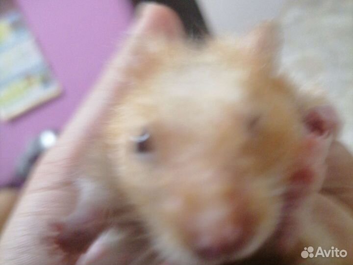 Катуна ед самец сирицский