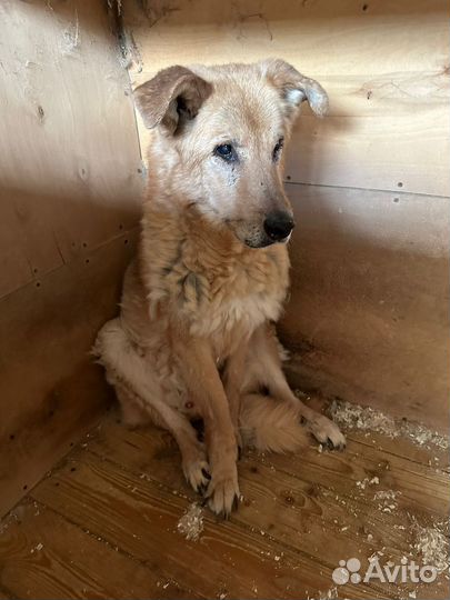 Старый приютский пёс ищет дом на доживание