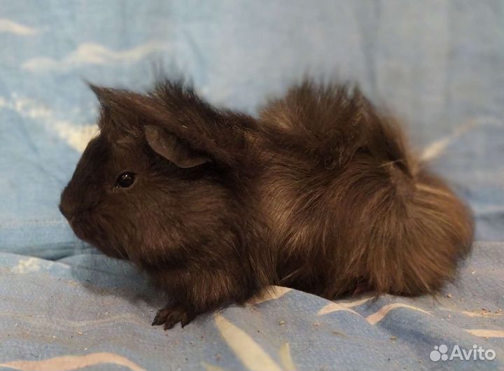 Морские свинки