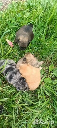 Шпицы редкого окраса