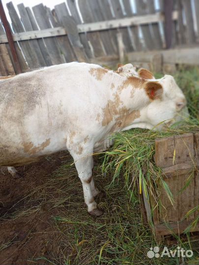 Первотелка