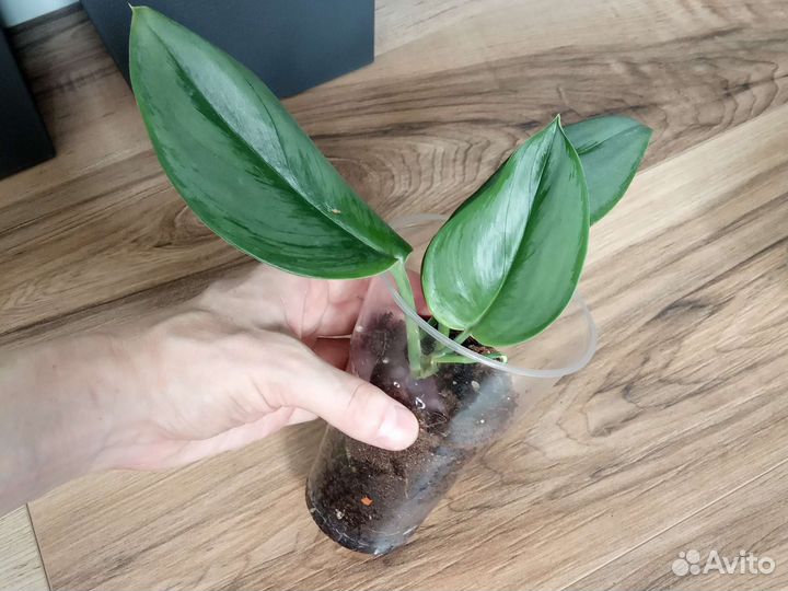 Сциндапсус мунлайт