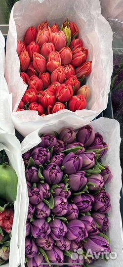 Тюльпаны пионовидные розница