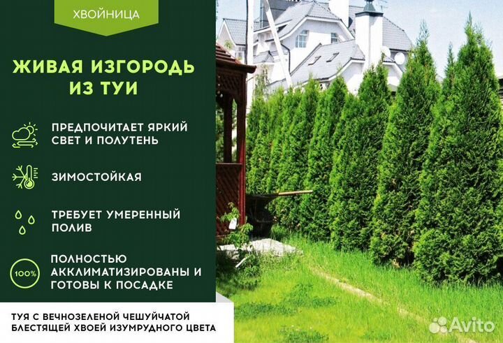 Туя с посадкой