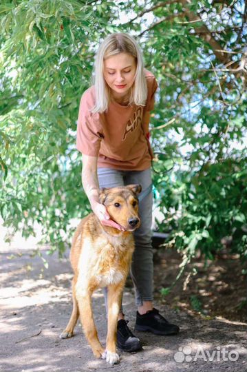 Очаровательный пёс Лобзик