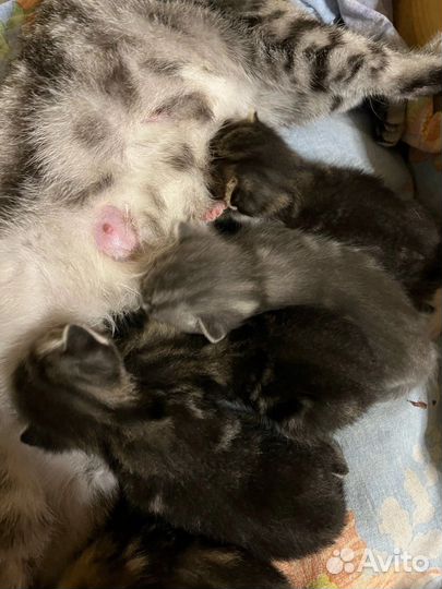 Отдам котят в хорошие руки