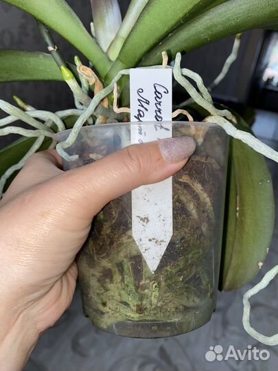 Орхидея фаленопсис морковный пирог