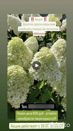 Гортензия метельчатая