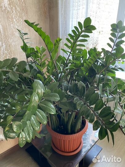 Замиокулькас