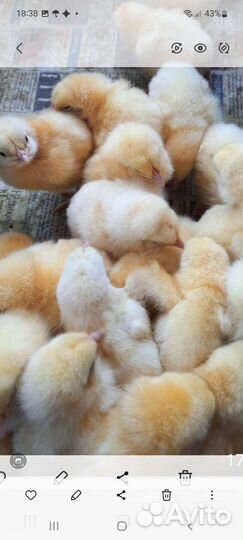 Продажа суточной птицы