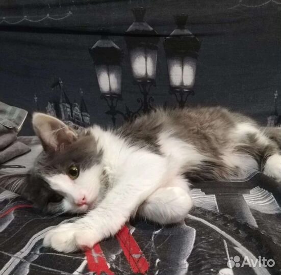 Котёнок девочка в добрые руки