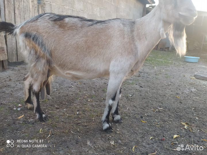 Коза дойная альпийской породы