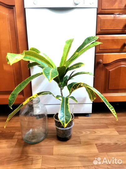 Кротон Бостон