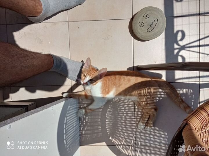 Котёнок в добрые руки