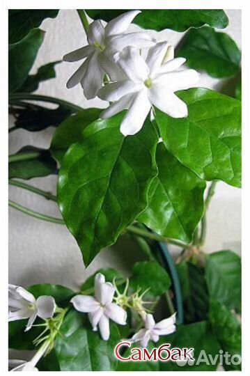 Жасмины ароматные комнатные
