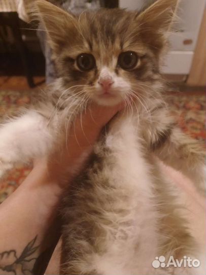 Котик бесплатно