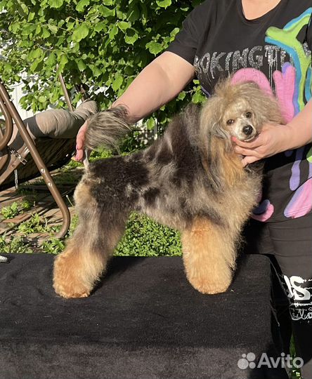 Той Пудель редкие и красивые окрасы