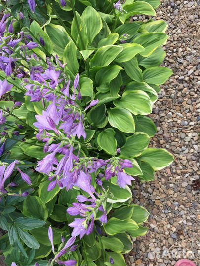 Хоста Grand Tiara большой куст