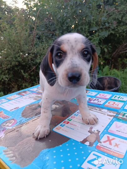 Щенки такса