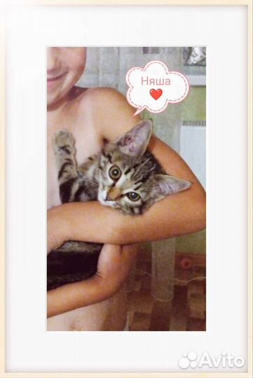 Кошки в добрые руки бесплатно