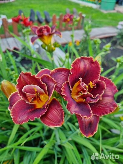 Лилейники сортовые