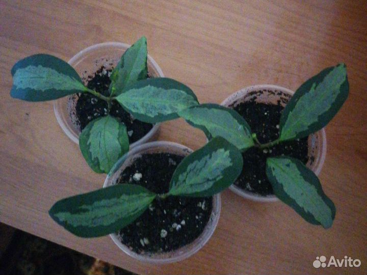 Фикус Диверсифолия вариегатная