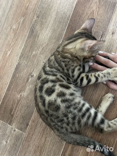 Бенгальская