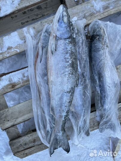 Рыба Кета штучной заморозки