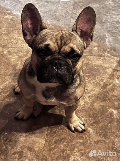 Щенки французского бульдога