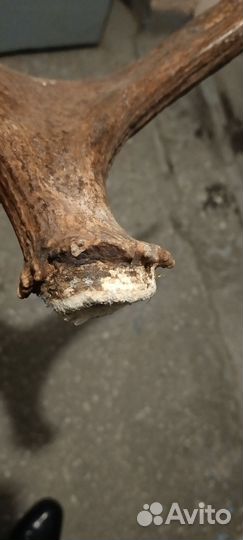 Продам рога лося