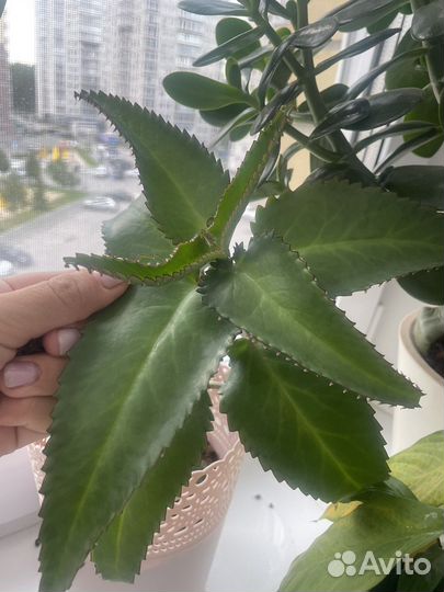 Комнатные цветы