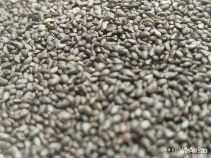 Семена базилика