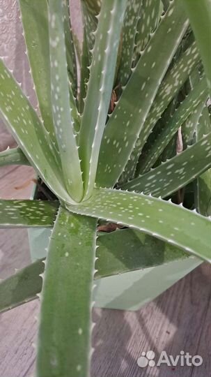 Комнатные растения цветы