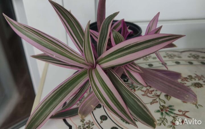 Традесканция рео