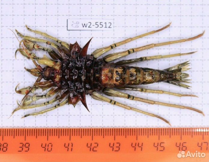 Ракообразное из Байкала Acanthogammarus victorii