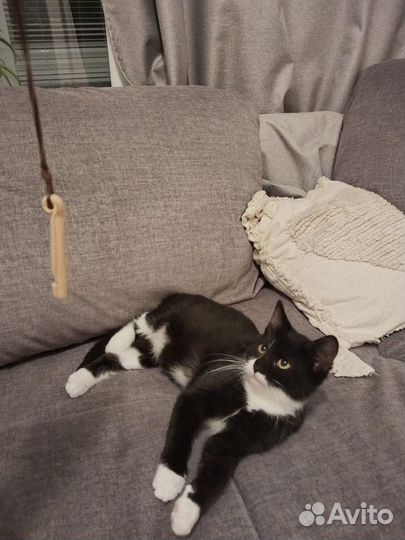 Котенок замурчательный