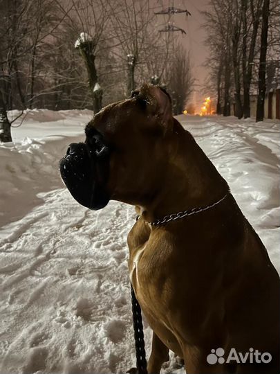 Немецкий боксер вязка