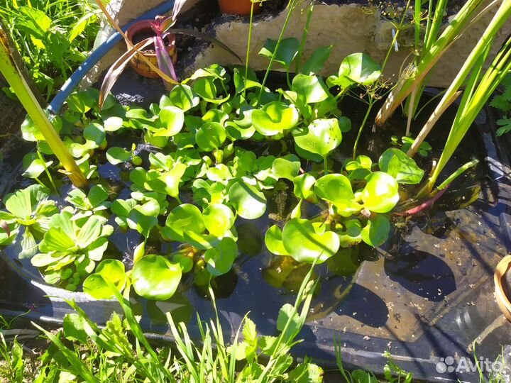 Эйхорния водный гиацинт