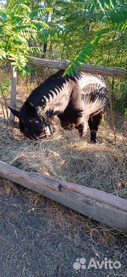 Жеребец инаход