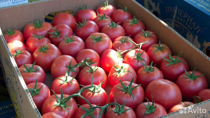 Помидоры оптом