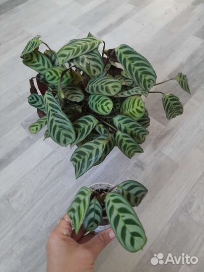 Комнатные растения