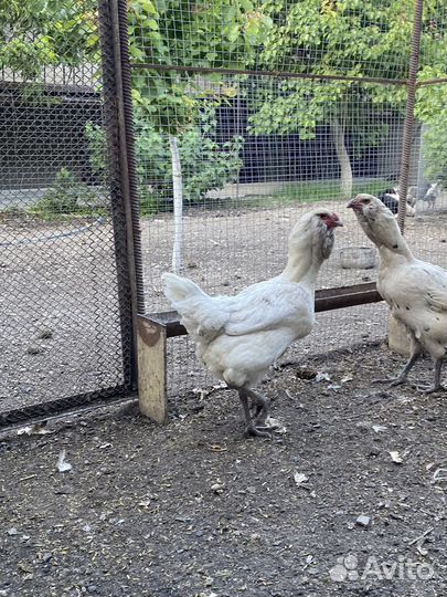 Гергебильская порода кур ундуч