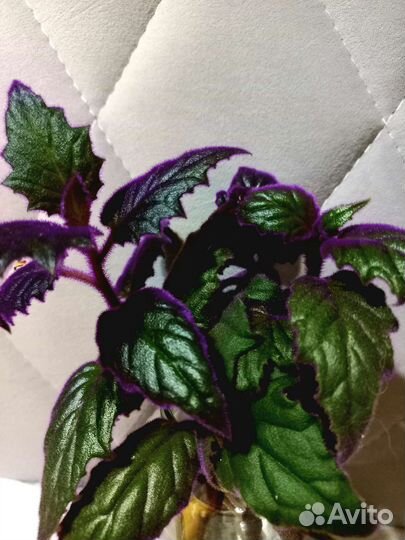 Гинура или синяя птица (комнатные цветы)