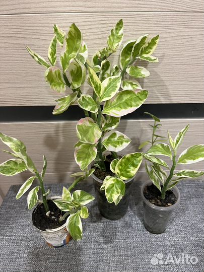 Педилантус