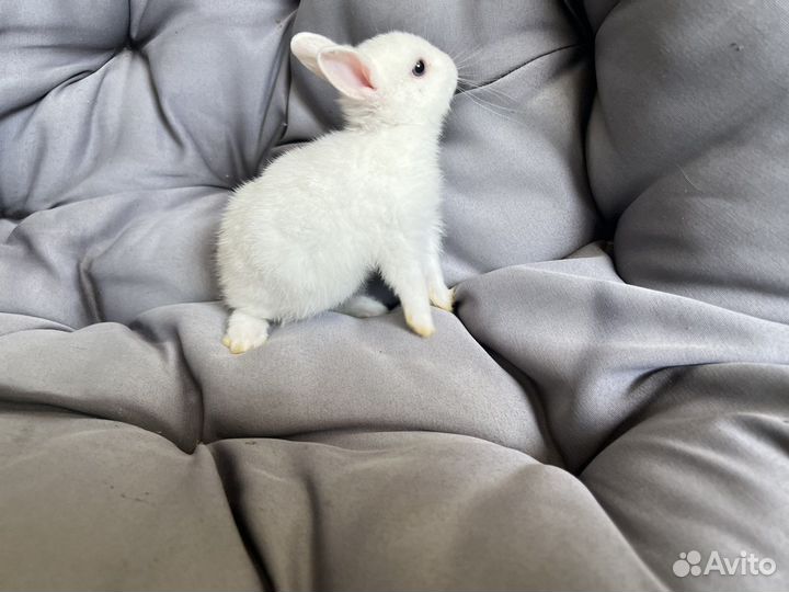 Декоративные кролики