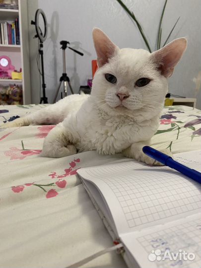 Кот девон-рекс