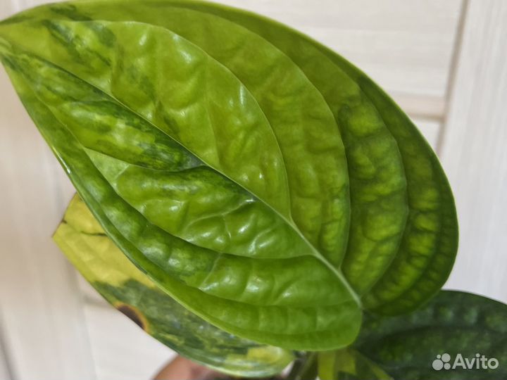 Монстера карстенианум