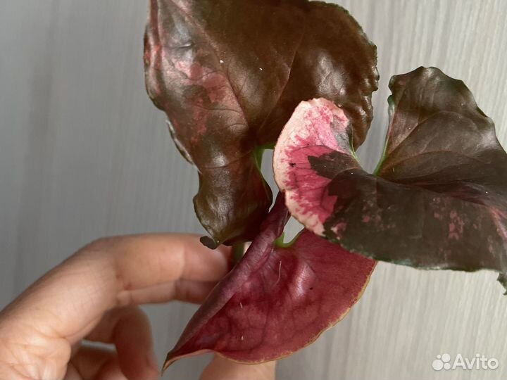 Домашние цветы 1